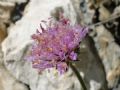 Knautia baldensis